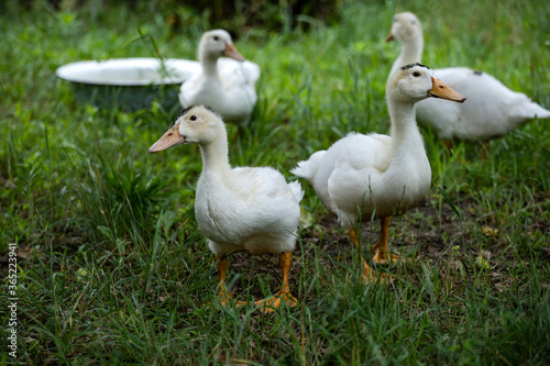 white ducks