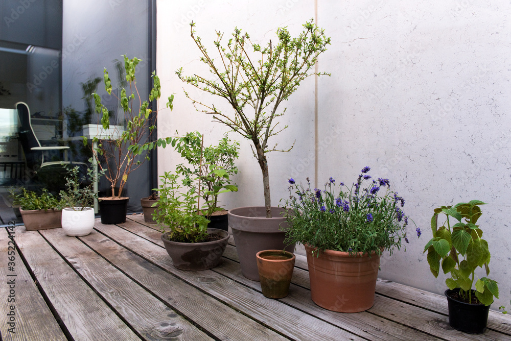 Terrasse, Homeoffice, Pflanzen, Blumen Terrasse, Homeoffice, Pflanzen, Blumen