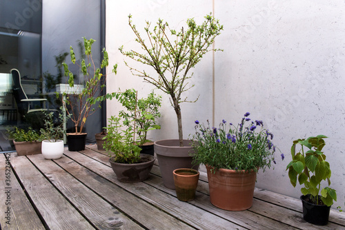 Terrasse, Homeoffice, Pflanzen, Blumen © Tatjana Balzer