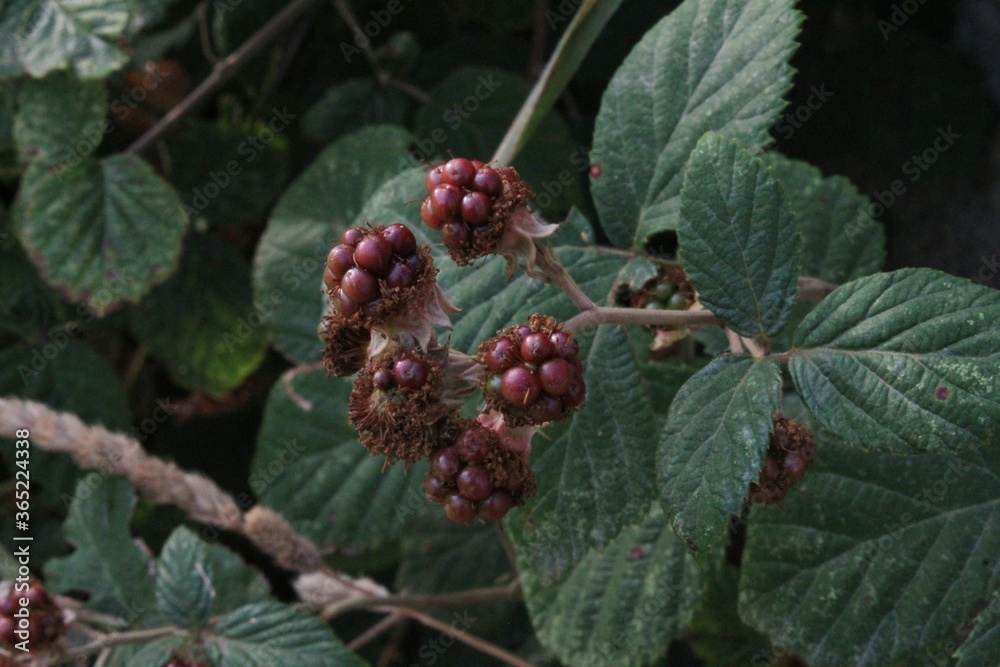Unripe blackberries grow on the bushes among leaves at twilight time with dusk background, product grown without fertilizers or pesticides. wildlife,Italy.Selective focus Unripe blackberries grow on the bushes among leaves at twilight time with dusk background, product grown without fertilizers or pesticides. wildlife,Italy.Selective focus