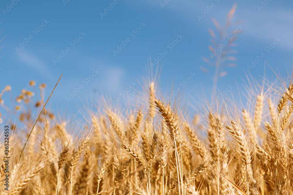 Outdoor concept spot focus of wheat ears in havest season wheat fileld with copy space Outdoor concept spot focus of wheat ears in havest season wheat fileld with copy space
