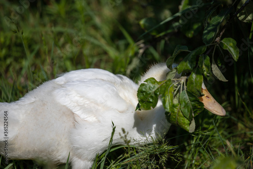 white duck hides in the grass