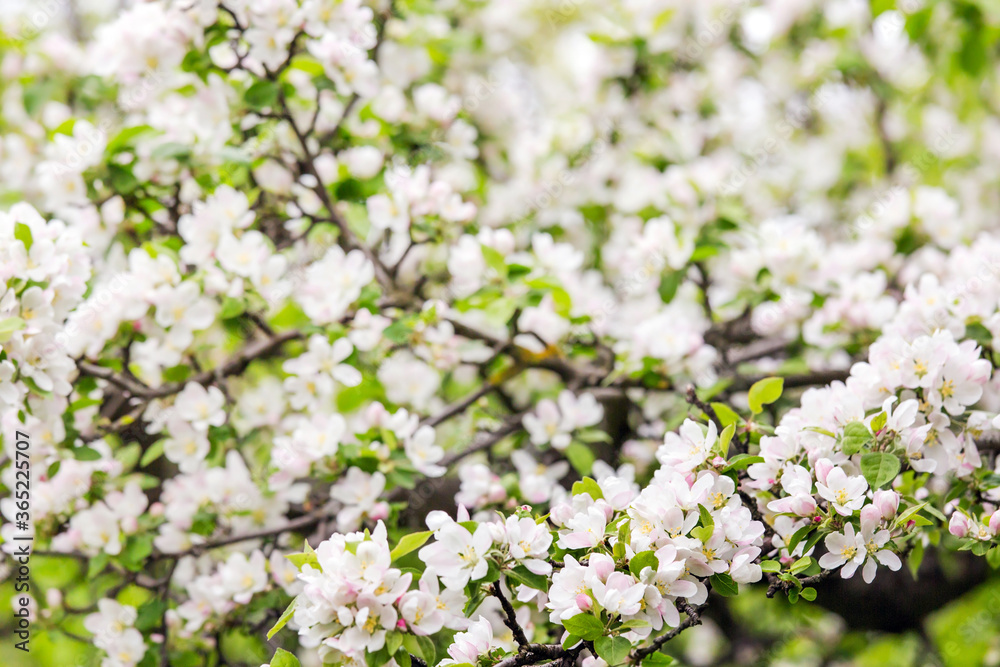 white cherry blossom