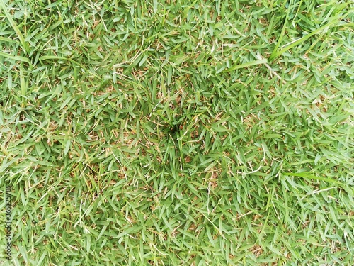 green grass background