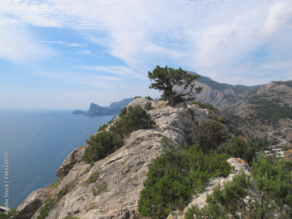 Panorama of the seashore, thickets of thick grass faded in the hot sun, blue transparent sea, blue sky, sandy beach and artificial breakwaters on the sea coast on a sunny September day near Pedigrotta Panorama of the seashore, thickets of thick grass faded in the hot sun, blue transparent sea, blue sky, sandy beach and artificial breakwaters on the sea coast on a sunny September day near Pedigrotta