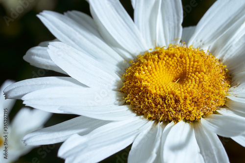 Close-up chamomile daisy flower with yellow nectar. Macro effect photo