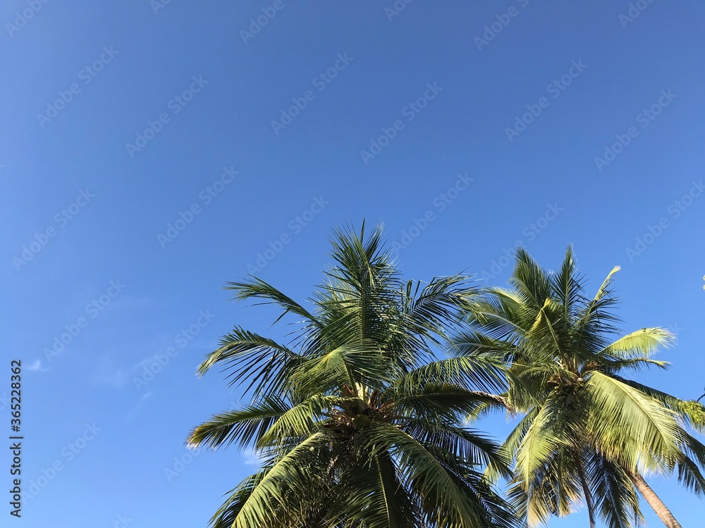 Fototapeta premium palm trees against blue sky