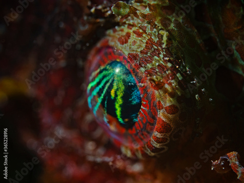 Shortfin Lionfish Eye , Kurzflossen Zwergfeuerfisch Auge (Dendrochirus brachypterus) photo