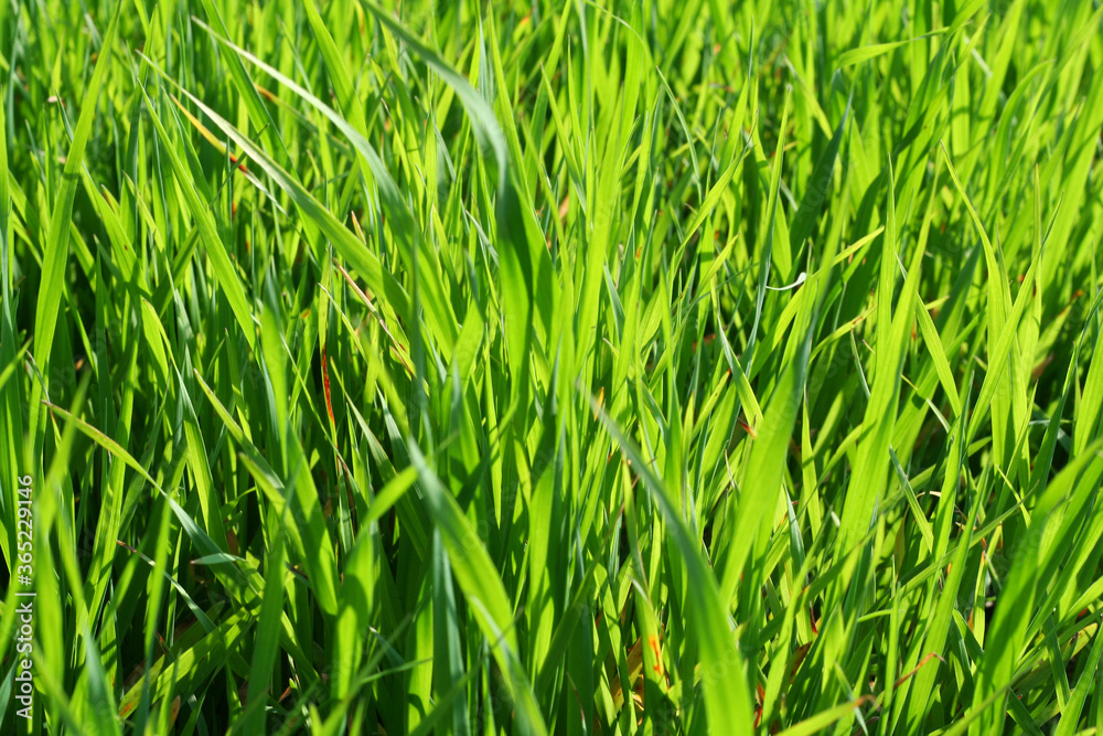 green grass background green grass background