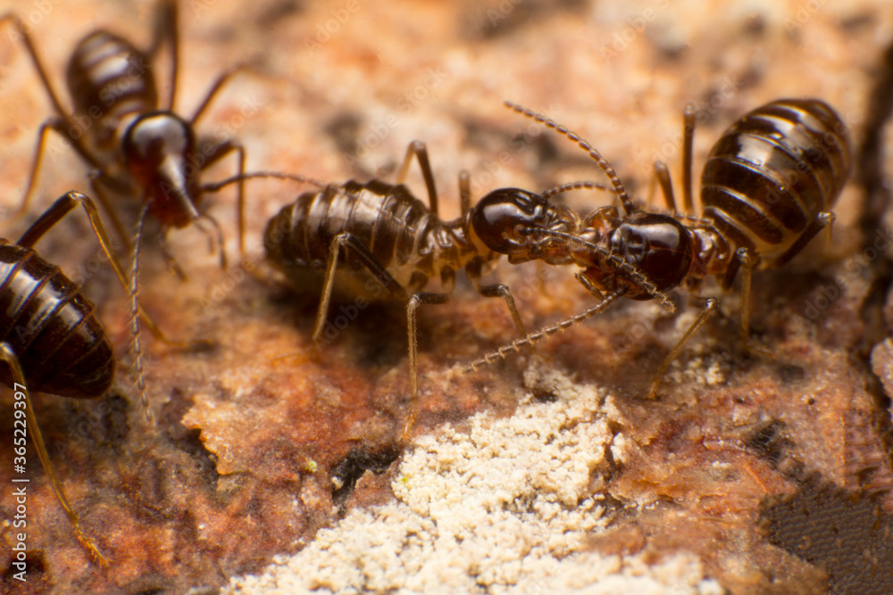 Close up termite soldiers