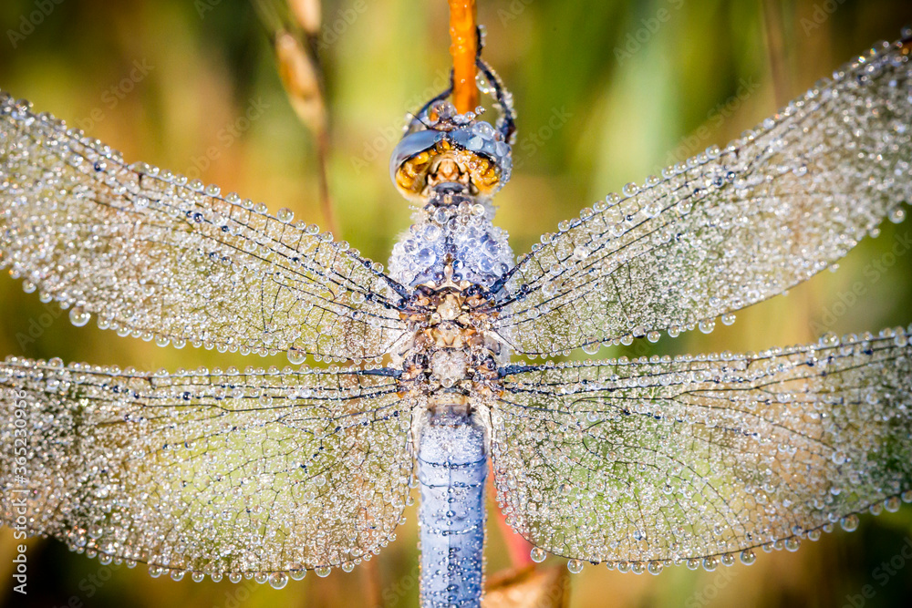 Libellula