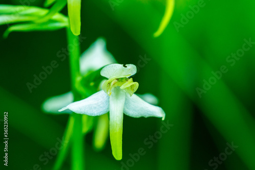 Close up of a Greater butterfly orchid