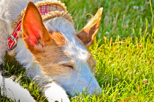 A beautiful and funny portrait of a dag, a podenco from spain with very long ears photo