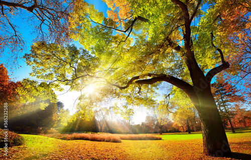 Colorful autumn landscape shot of a gorgeous tree changing foliage colors in a park, with blue sky and the sun rays falling through the branches 