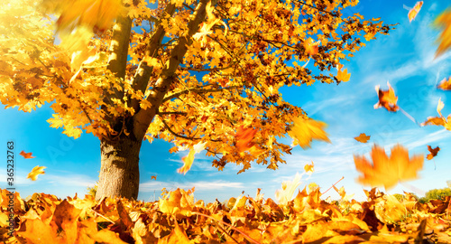 Maple tree against the blue sky on a nice autumn day  with yellow leaves falling to the ground