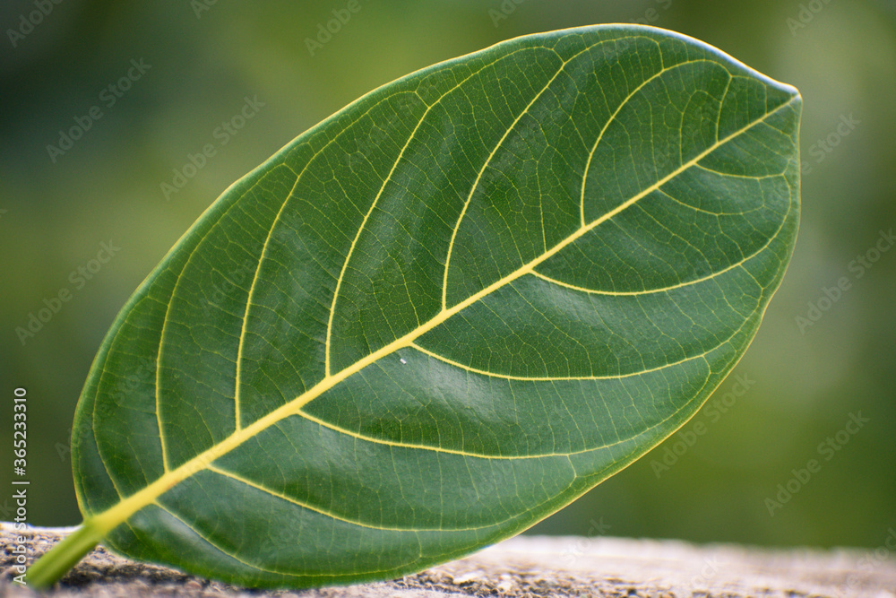 Close up of jack fruit leaf. Venation pattern in jack fruit leaves.