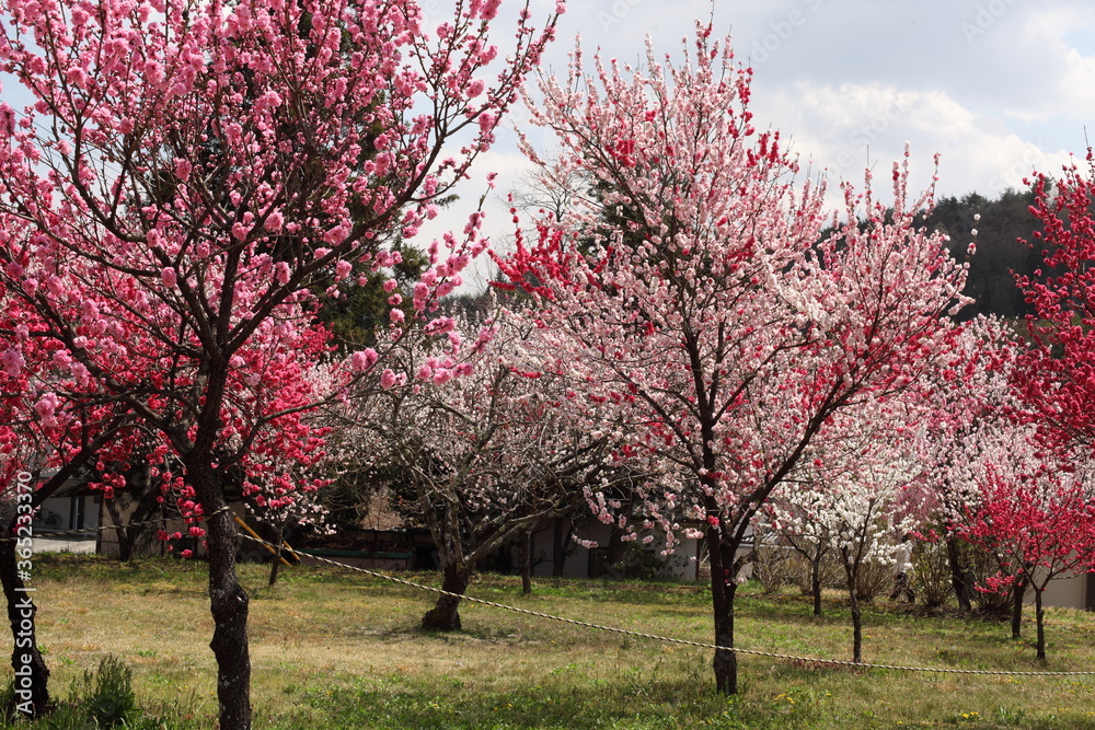 Fototapeta premium 山里の花桃