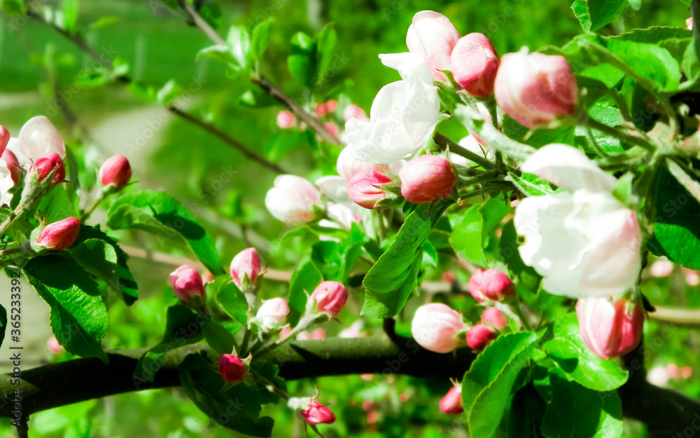 Fototapeta premium Wild apple tree in bloom.