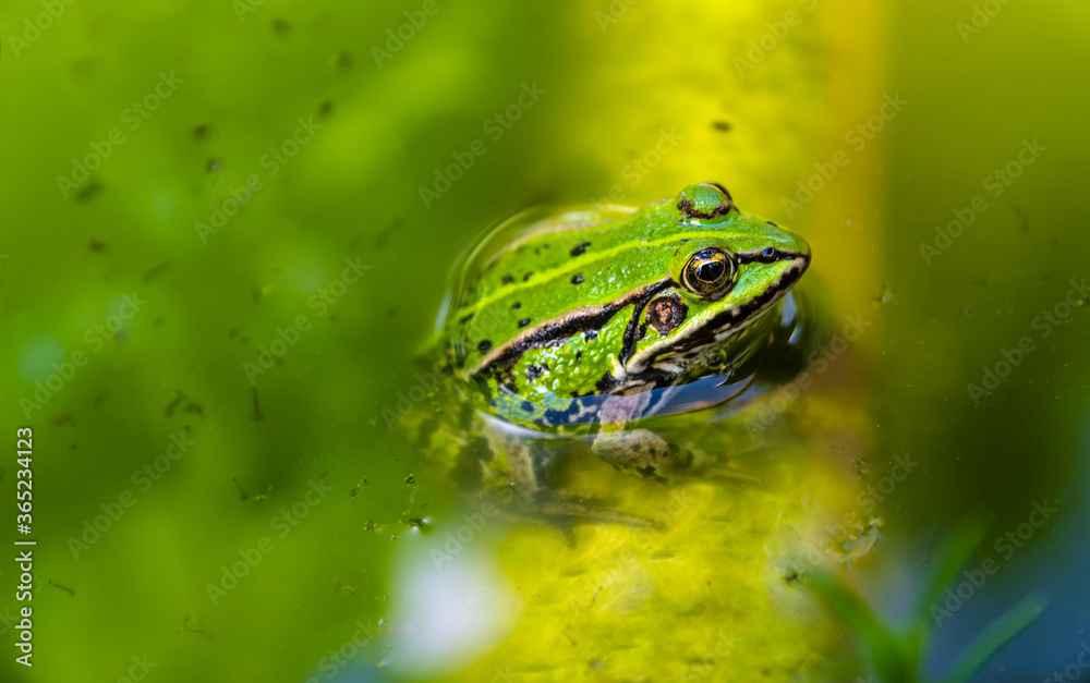 Small green frog sitting in pond filled with mosquitoes larvae Small green frog sitting in pond filled with mosquitoes larvae