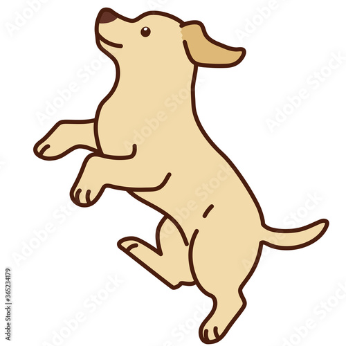 Outlined cream Labrador jumping in side view