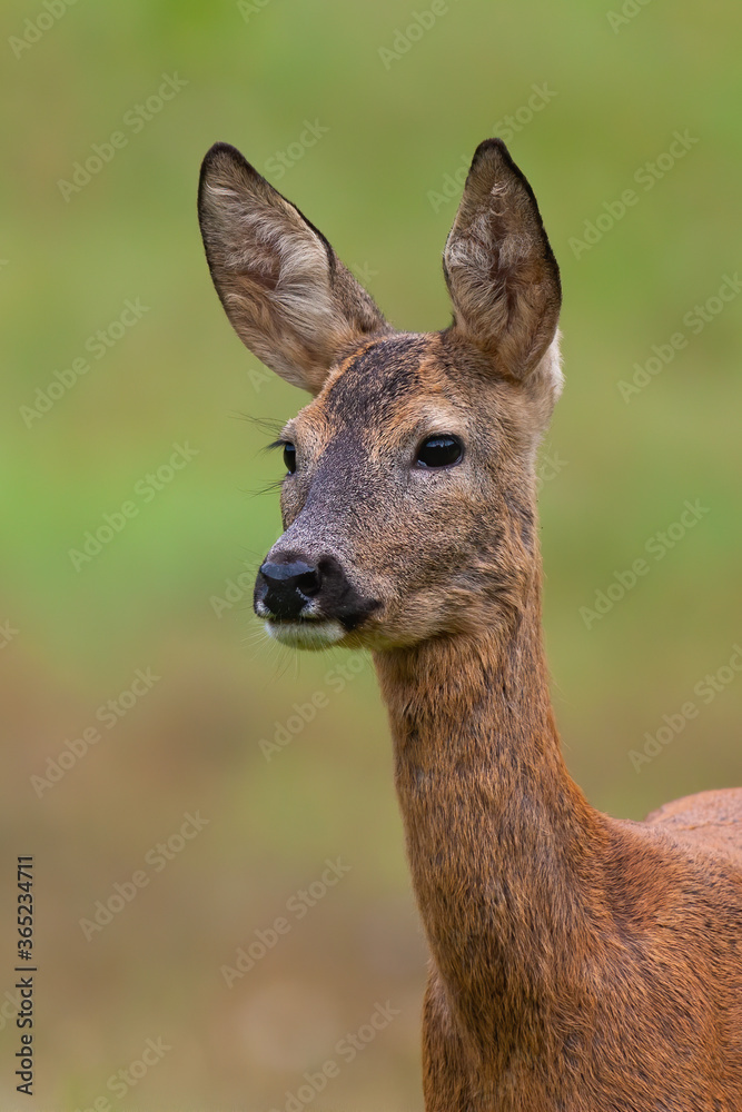 Roe deer doe, capreolus capreolus, looking on meadow in summer nature from close up. Wild animal standing on field in summertime in vertical composition.