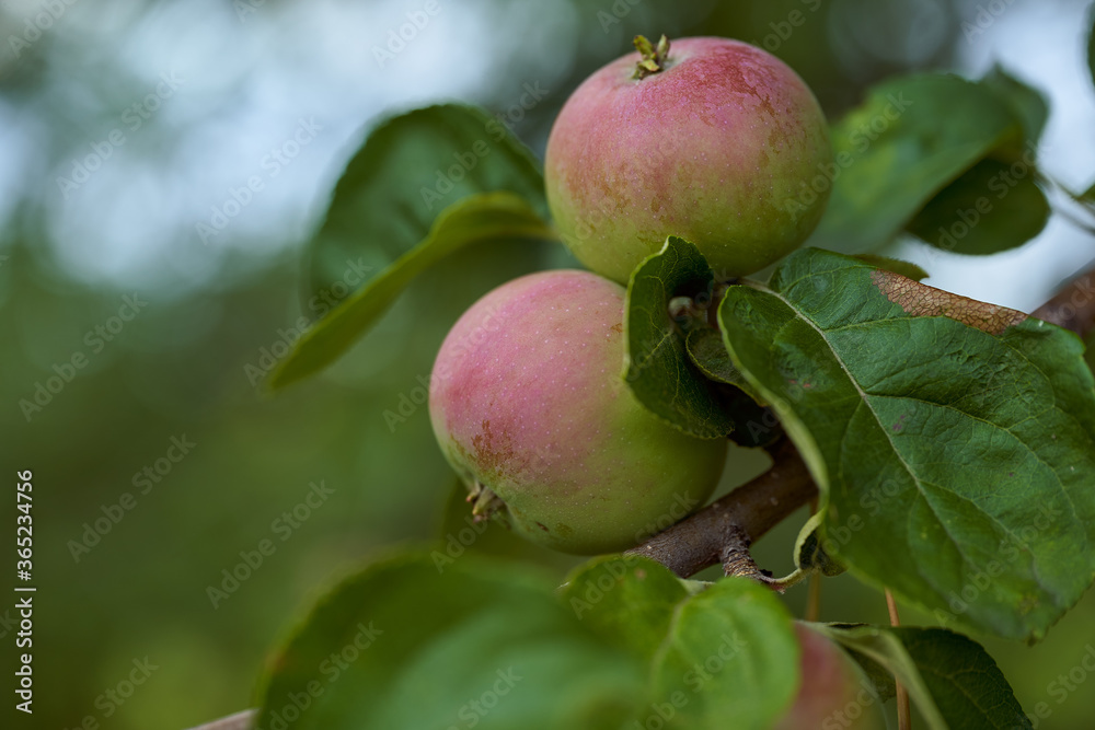 Young apples with red side on green branches. Close-up. Young apples with red side on green branches. Close-up.