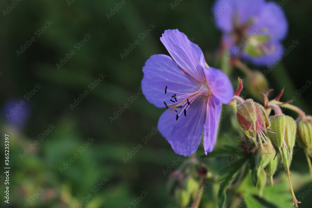 Wildflower. Wildflower.