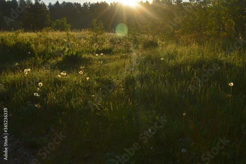 sunrise in the summer forest © Igor