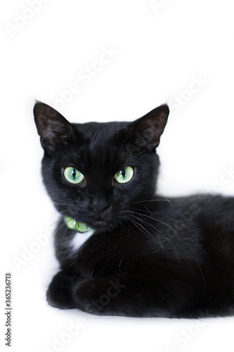 Black cat cleaning itself on white background