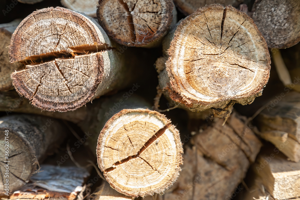 Naklejka premium Dry birch firewood stacked for fireplace and stove. Close up view. Wooden background.