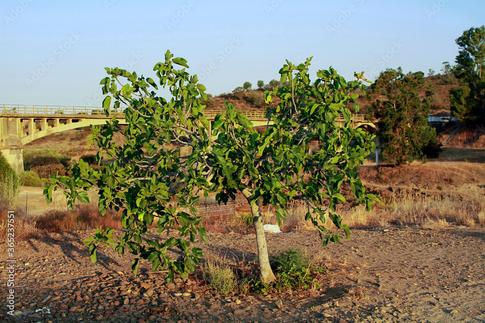 Obraz premium Small fig tree growing in a natural outdoor setting in southern Spain