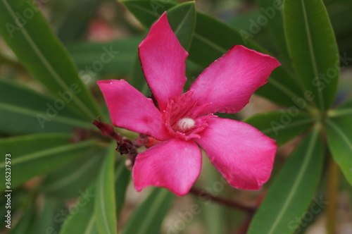 pink flower