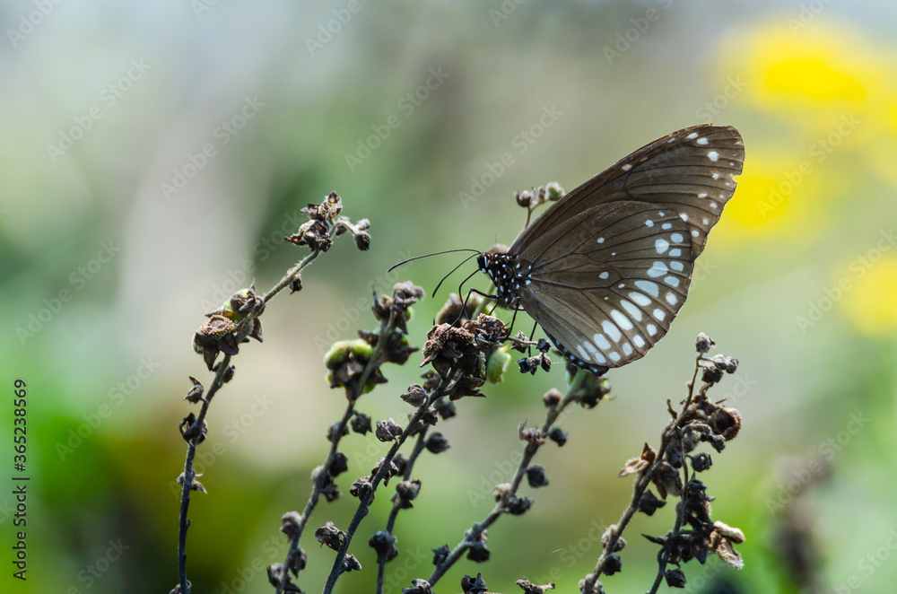 Fototapeta premium Colorful butterfly in its habitat with bokeh background