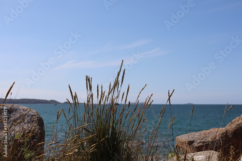 reeds on the beach