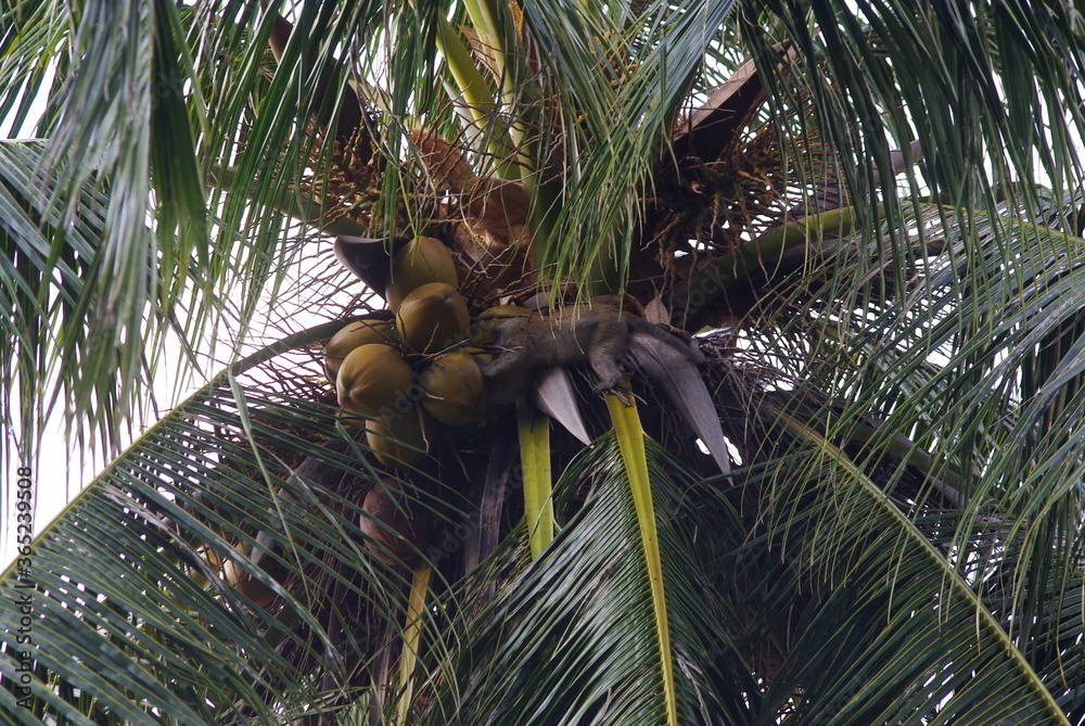 tropical palm tree tropical palm tree
