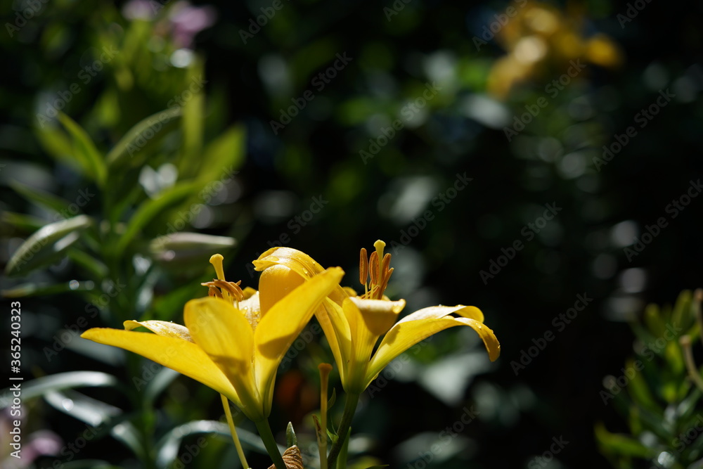 Light Yellow Thunberg Lily in Full Bloom