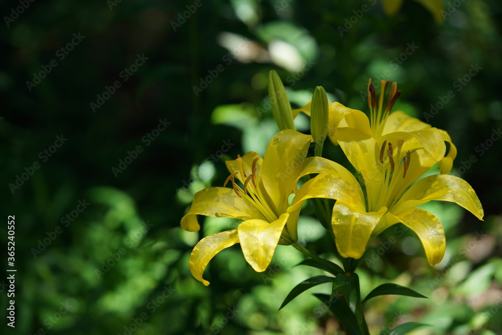 Fototapeta premium Light Yellow Thunberg Lily in Full Bloom