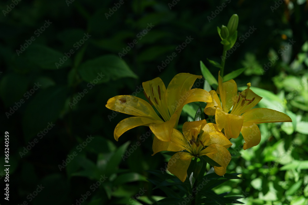 Light Yellow Thunberg Lily in Full Bloom Light Yellow Thunberg Lily in Full Bloom