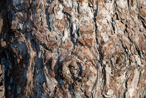 Close up of bark from a tree. photo