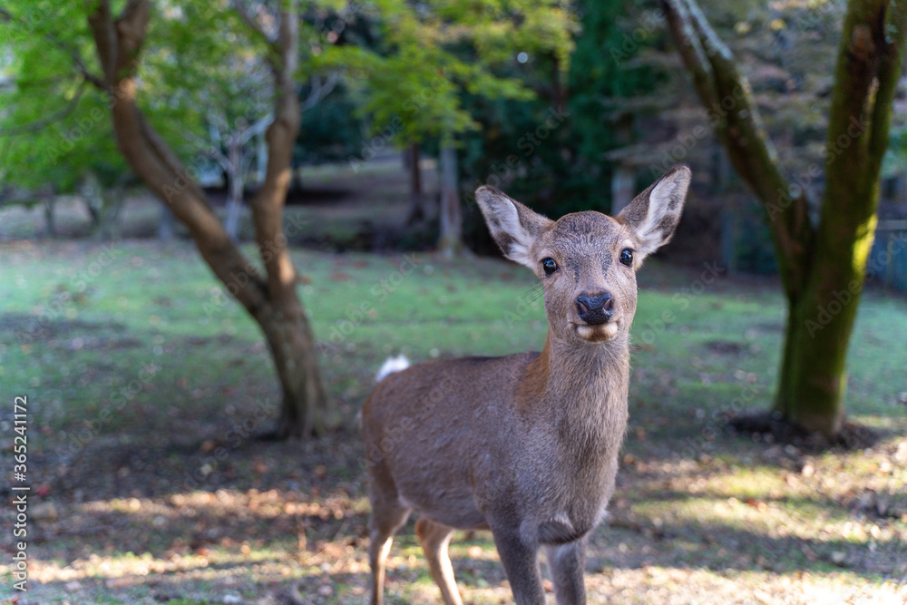 公園にいる鹿 公園にいる鹿