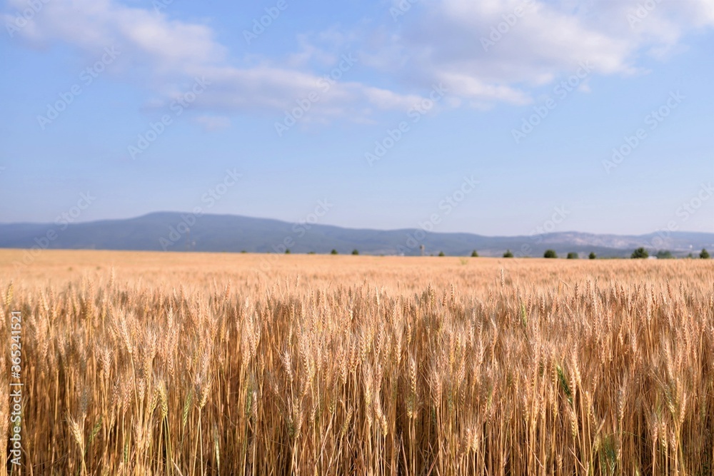 wheat field and blue sky