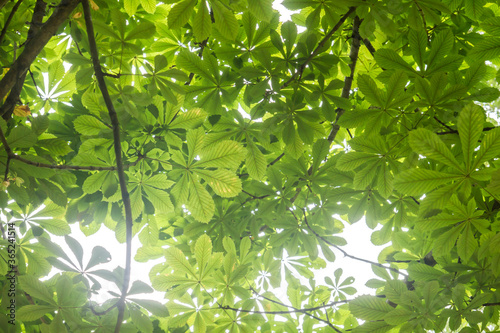 Horse-chestnut green foliage photo