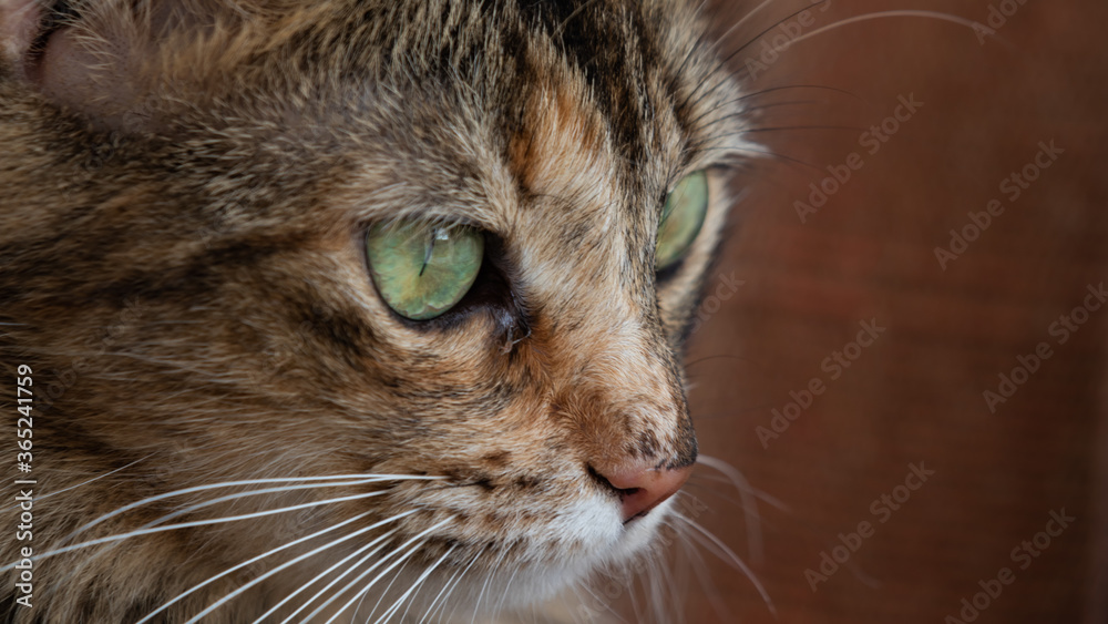 Brown cat with green eyes