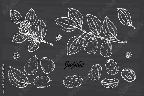 Medicinal plants Set. Exotic tropical fruit Jujube sometimes Ziziphus jujuba or zizyphus, red date, Chinese date, Korean date, Indian date. Leaves, Flowers, Berries. Alternative medicine