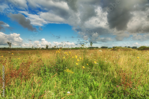 Landscape Land Art Park Buitenschot municipality Haarlemmermeer with flowering wild plants and in the foreground Goat's-beard or Oriental Salsify, Tragopogon pratensis, against cloudy sky photo