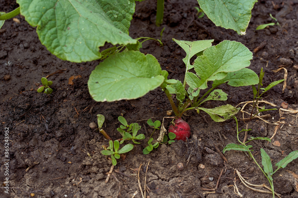 Red ripe radish with a bot against the soil Red ripe radish with a bot against the soil