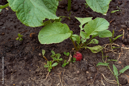 Red ripe radish with a bot against the soil