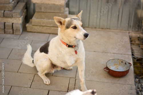 Young mix breed dog enjoying life despite of his handicap. Saved puppy with three legs finally happy at his home.