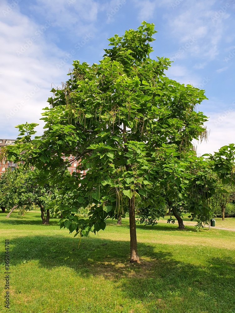 tree in the park tree in the park