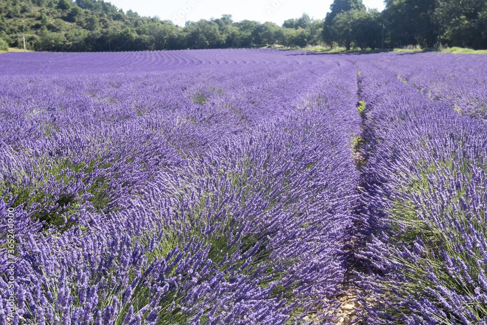 Obraz premium Sunlit panorama of French Provence blooming lavender field picturesque scenery with no people on a sunny summer day in the Alps mountains, summer vacation floral background